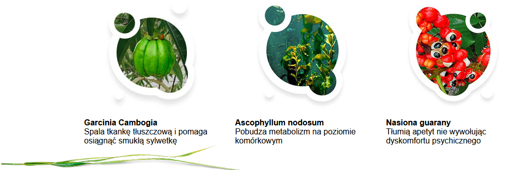 Keto Matcha Blue - dieta ketogeniczna, odchudzanie, kokos, zielona herbata, niebieska herbata, MCT, l-teanina, błonnik pokarmowy, redukuje masę ciała, metabolizm, energia, antyoksydant, kondycja
