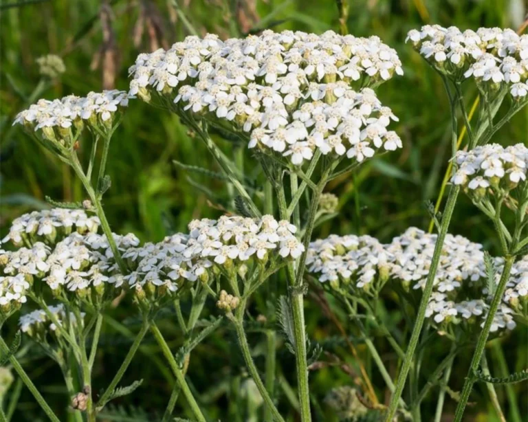zioła przeciwgorączkowe, właściwości, działanie, niedobór, leczenie - działanie, zastosowanie, objawy, dieta - ZdrowiePremium.pl - Wszystko o zdrowiu, naturalne suplementy diety, zioła, doradztwo, porady, preparaty.