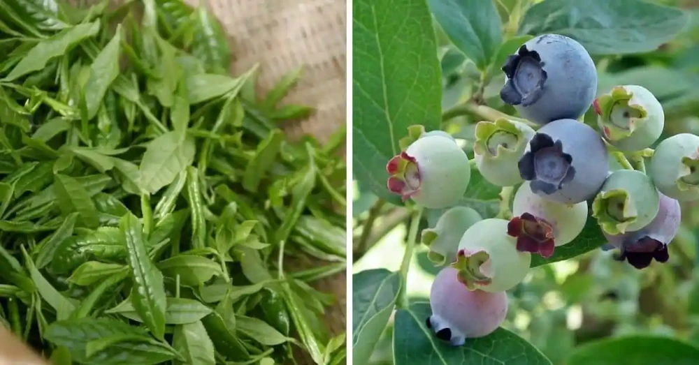 zioła wspierające wzrok, właściwości, działanie, niedobór, leczenie - działanie, zastosowanie, objawy, dieta - ZdrowiePremium.pl - Wszystko o zdrowiu, naturalne suplementy diety, zioła, doradztwo, porady, preparaty.